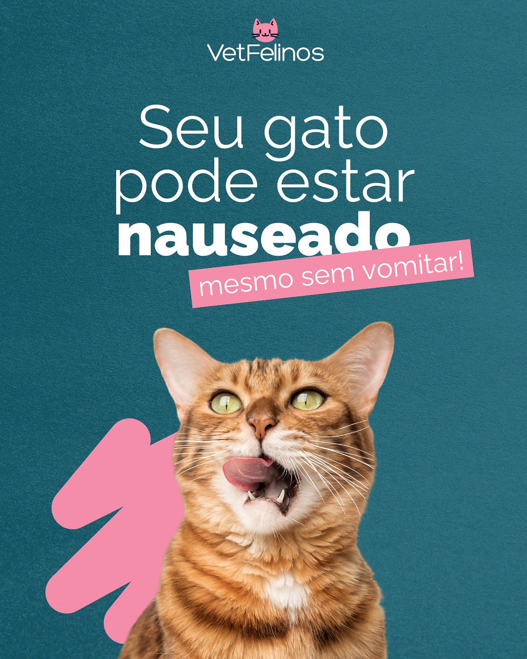 Cuidado especializado VetFelinos